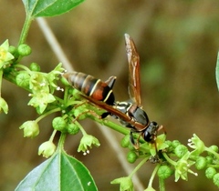 Polistes pacificus