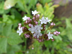 Valeriana capensis