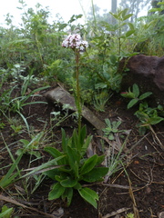 Valeriana capensis