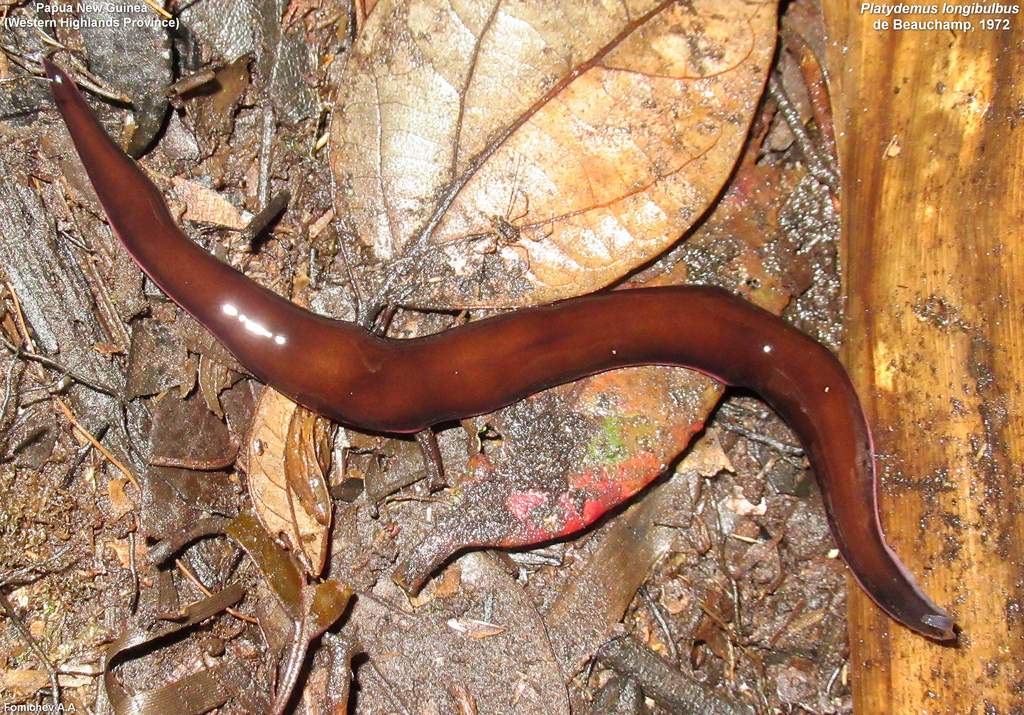 Platydemus longibulbus