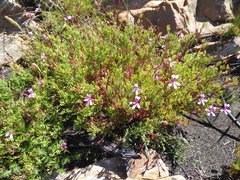 Pelargonium laevigatum laevigatum