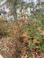 Liquidambar styraciflua
