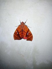 Miniodes discolor