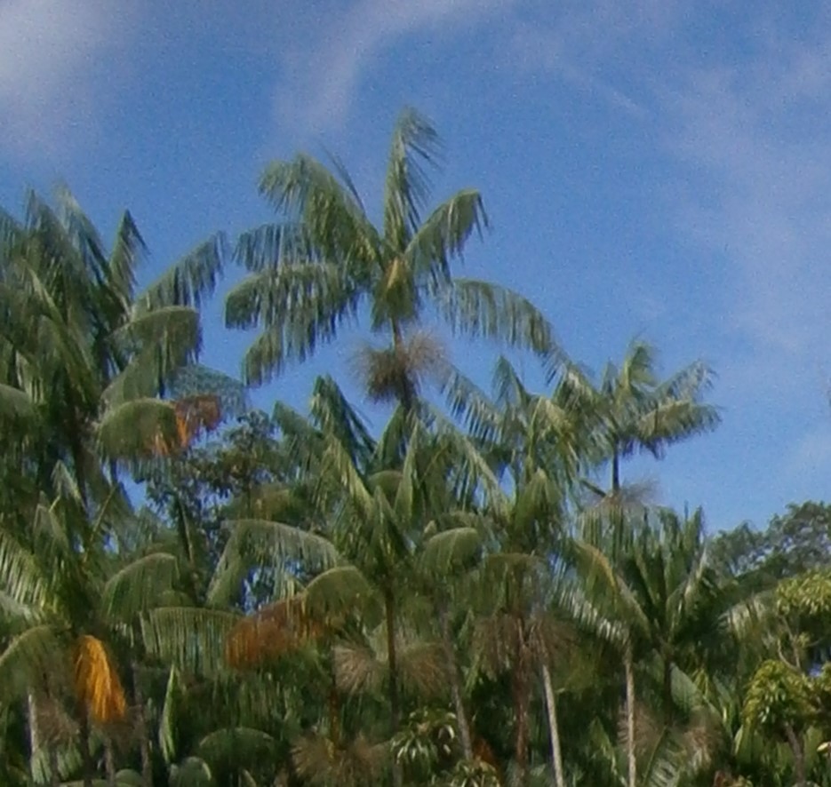 Euterpe oleracea