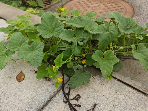 Muskmelon