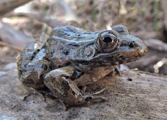 Lithobates yavapaiensis