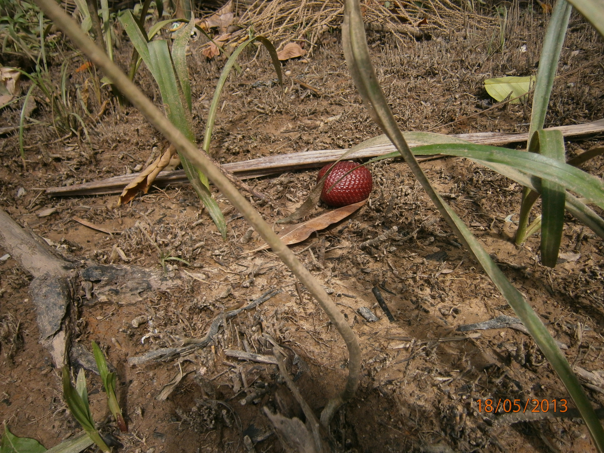 Mauritia flexuosa