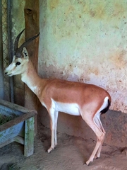 Gazella subgutturosa