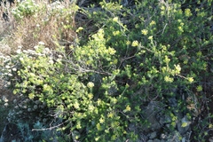 Gnidia squarrosa