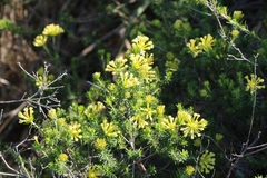 Gnidia squarrosa