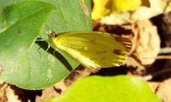 Pyrisitia dina westwoodi