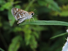 Taractrocera maevius