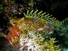 Chironemus maculosus