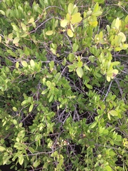 Laguncularia racemosa image