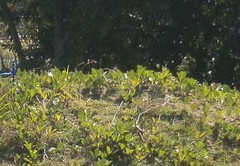 Angiospermae
