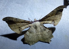 Xylinophylla maculata