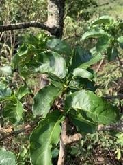 Vangueria madagascariensis