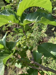 Vangueria madagascariensis