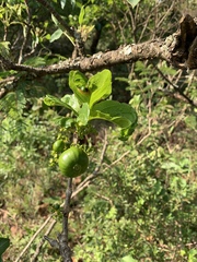 Vangueria madagascariensis
