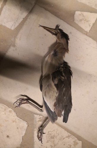 Little Bittern