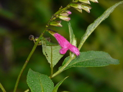 Salvia tortuosa