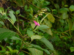 Salvia tortuosa