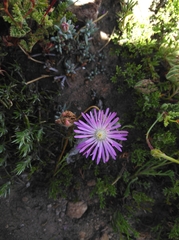 Lampranthus pocockiae