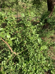 Catunaregam taylorii