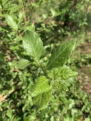 Catunaregam taylorii