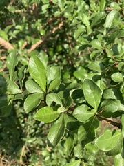 Catunaregam taylorii