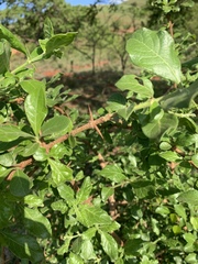 Catunaregam taylorii