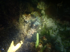 Chironemus maculosus