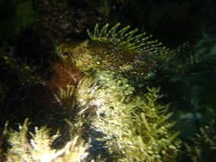 Chironemus maculosus