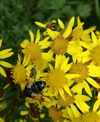Eristalis rupium