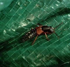 Staphylinus erythropterus