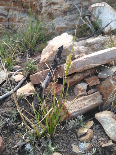 Image of Carex capensis by (c) Brian du Preez, some rights reserved (CC BY-SA)