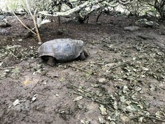 Chelonoidis niger chathamensis