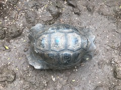 Chelonoidis niger chathamensis