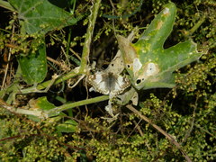 Heliopetes omrina