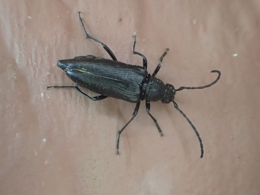 Pygoleptura nigrella