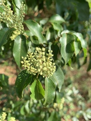 Combretum padoides