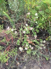 Pelargonium sessiliflorum