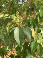 Combretum padoides