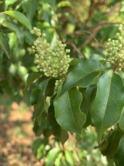 Combretum padoides