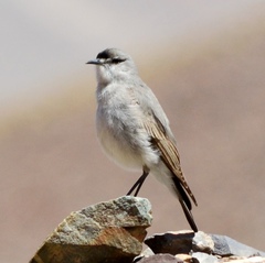 Muscisaxicola frontalis