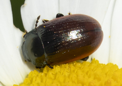 Chrysolina marginata