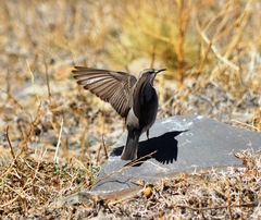 Muscisaxicola frontalis