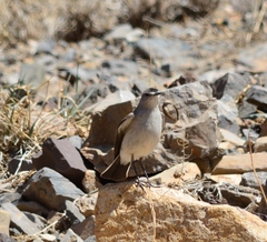 Muscisaxicola frontalis