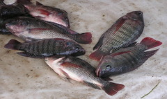 Oreochromis niloticus