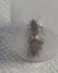 Hippoboscoidea